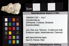 Foto (Objket + Etiketten) von Goniodromites sp. 